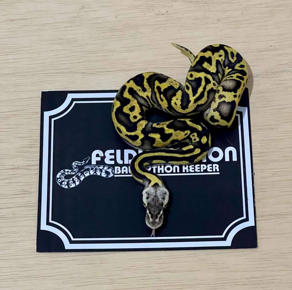 super-pastel-ball-python-2025010301-0TCLIJSTEL