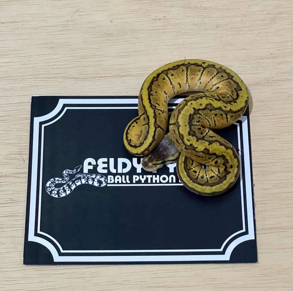 lemon-blast-ball-python-2025010401-APJXLUYD45