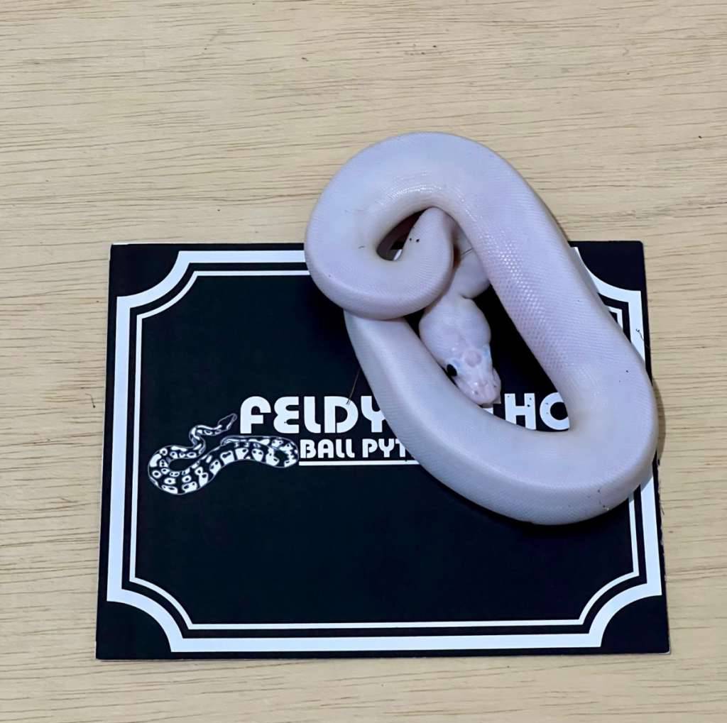 super-fire-ball-python-2025010710-UQ9TZP8ESW