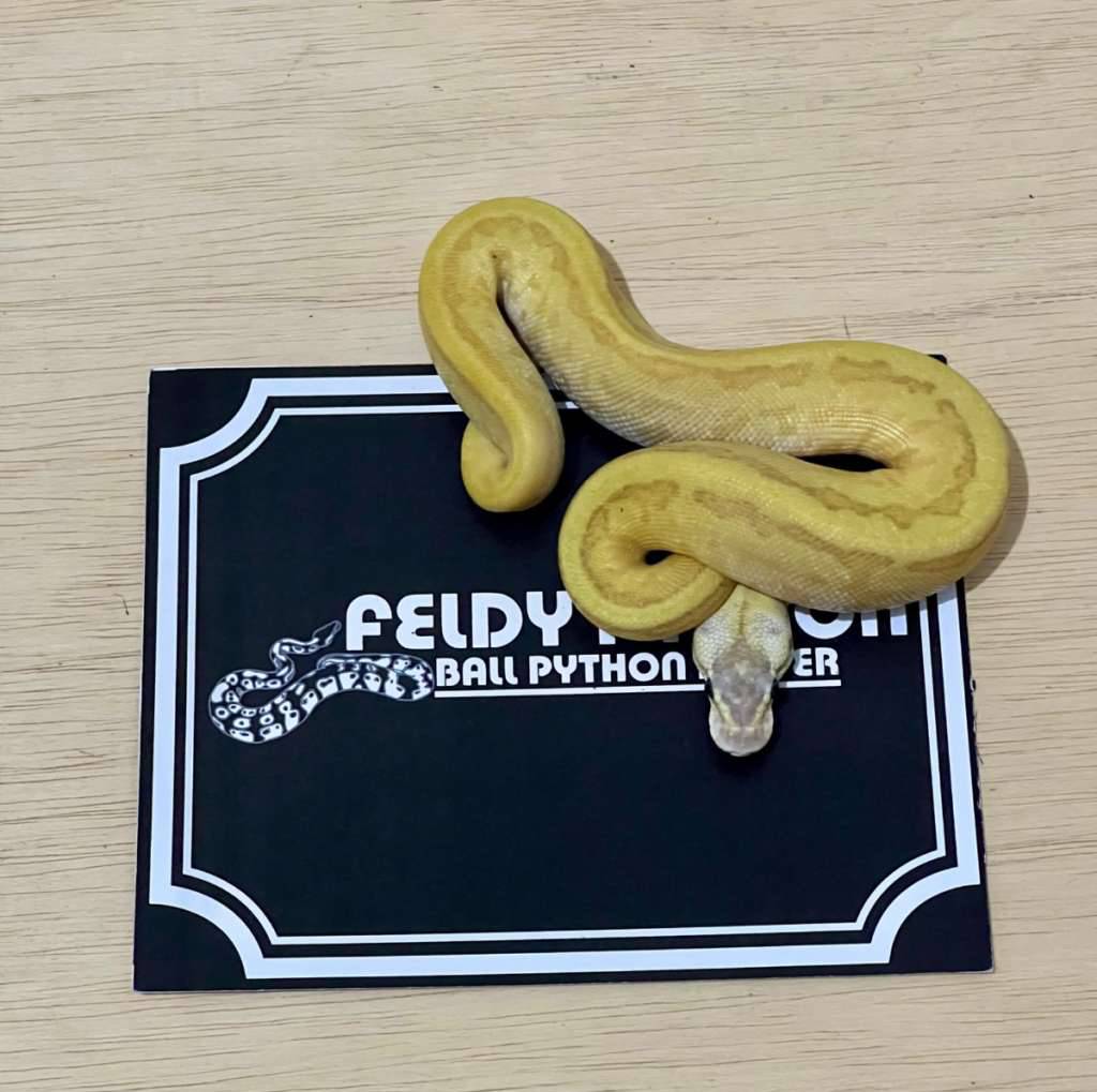 enchi-super-dragonfly-ball-python-2025020301-6XQOKKEQQ3