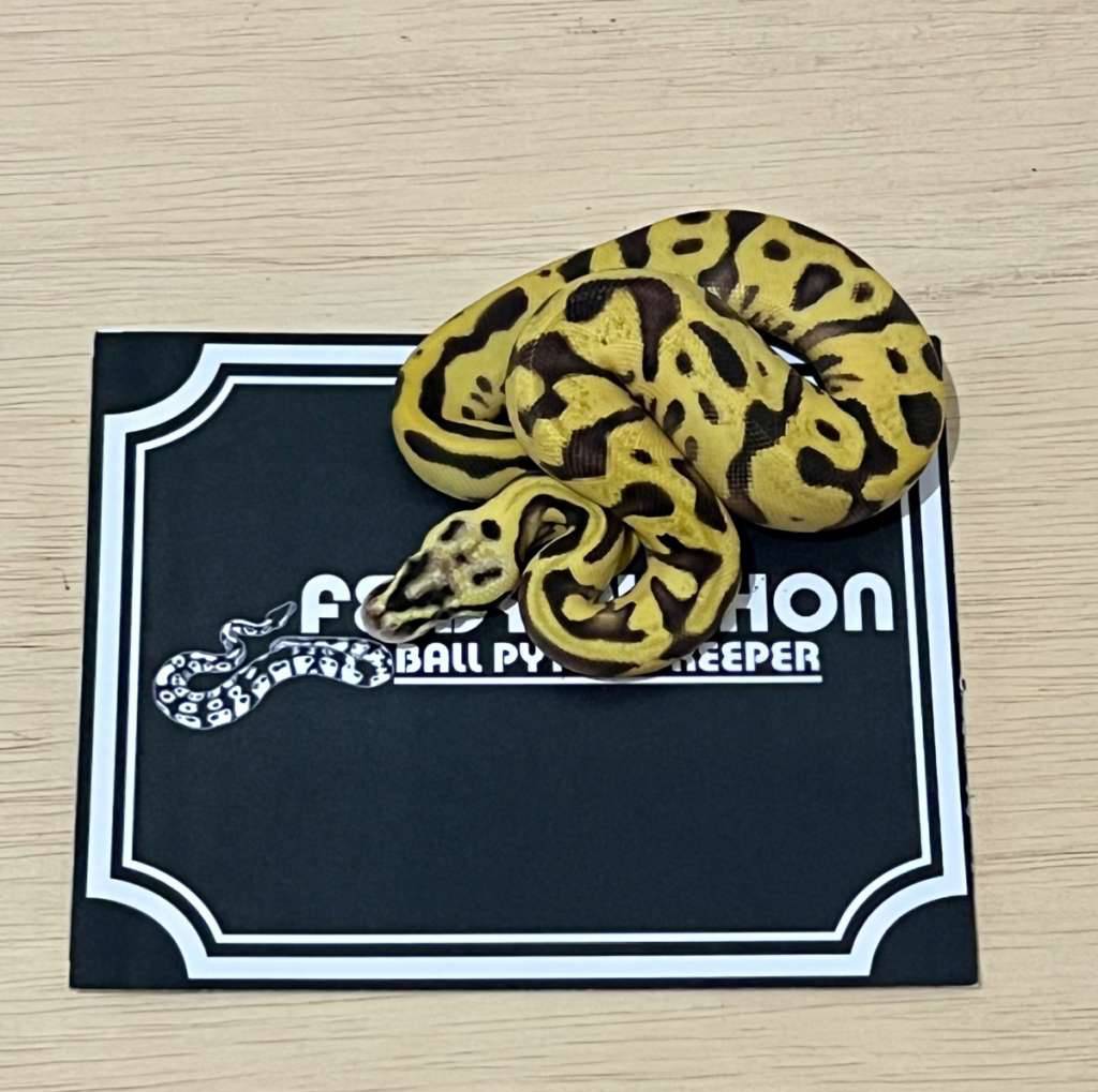 enchi-super-pastel-ball-python-2025020401-0TFDPLQX8Y