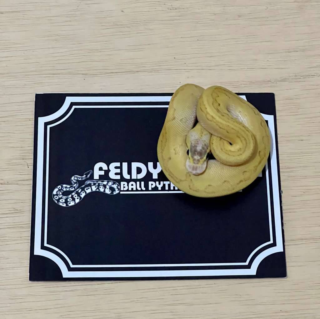 super-dragonfly-ball-python-2025020510-WUQ51CKWCL