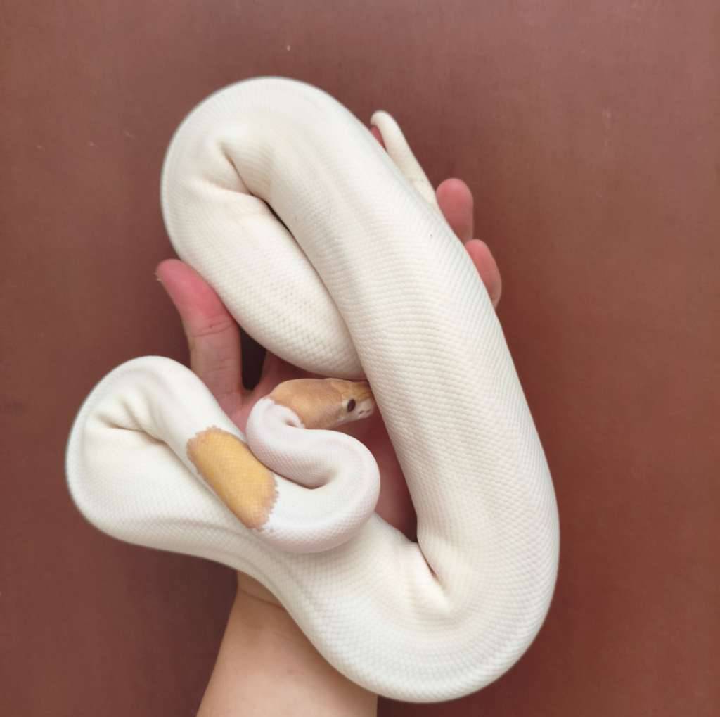 banana-black-pastel-mojave-pied-female-0IBQ3MBTML