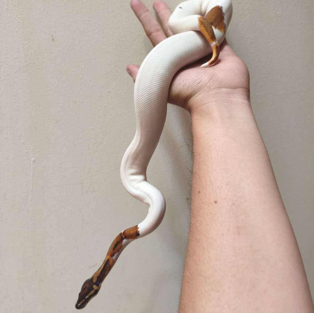 ball-python-pied-ph-lavender-B4XNMHMZSK