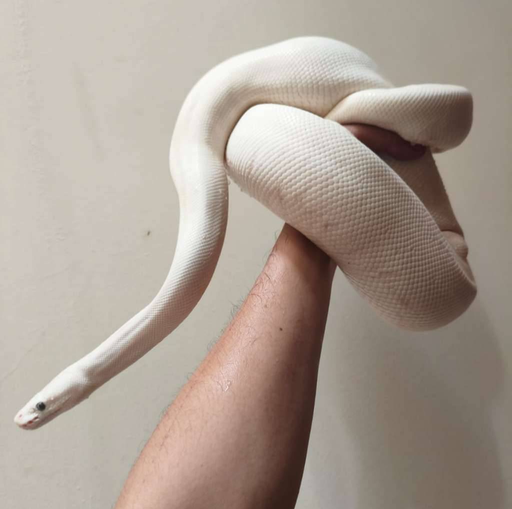 ball-python-leucistic-proven-U45GRA54HF