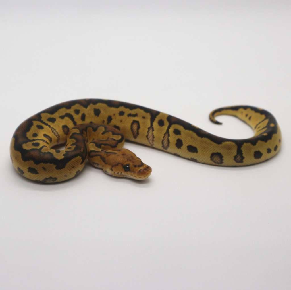 clown-poss-fire-female-5T4ESHJXN1