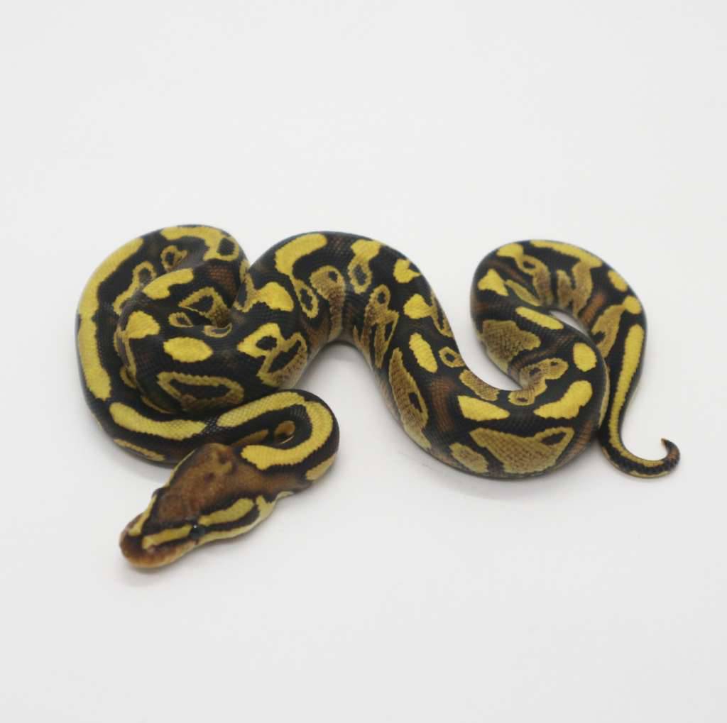 fire-trick-yellow-belly-het-clown-male-ZSQ4JNBLIM
