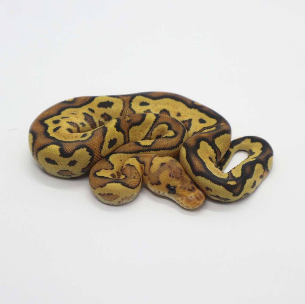 fire-yellow-belly-clown-female-I9TKOF79R1