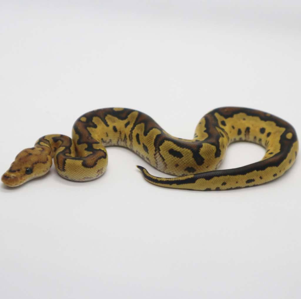 fire-yellow-belly-clown-poss-trick-male-KTGIFK4G7T