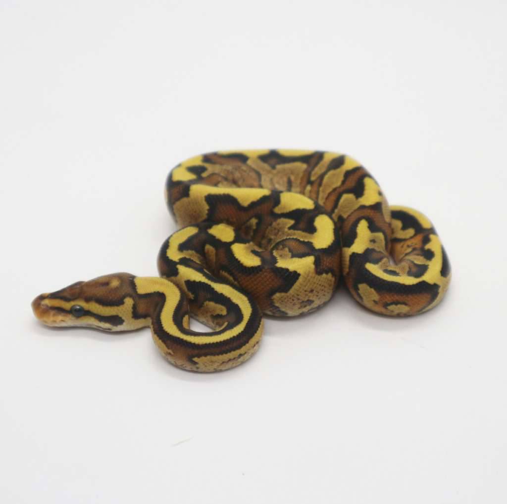 fire-yellow-belly-het-clown-female-RSGA70VV4A
