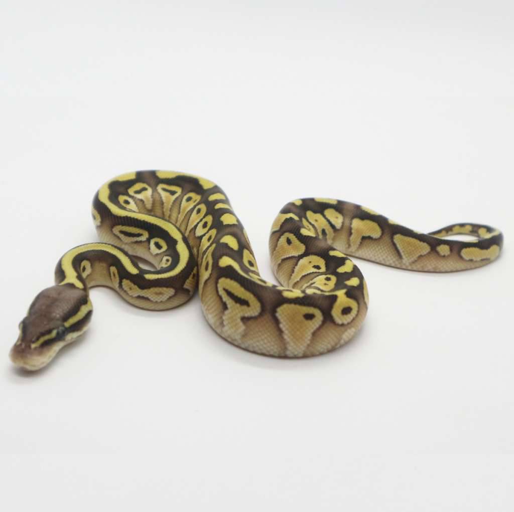 pastel-butter-het-tristripe-poss-het-lavender-66-female-QL3WFJMN1U