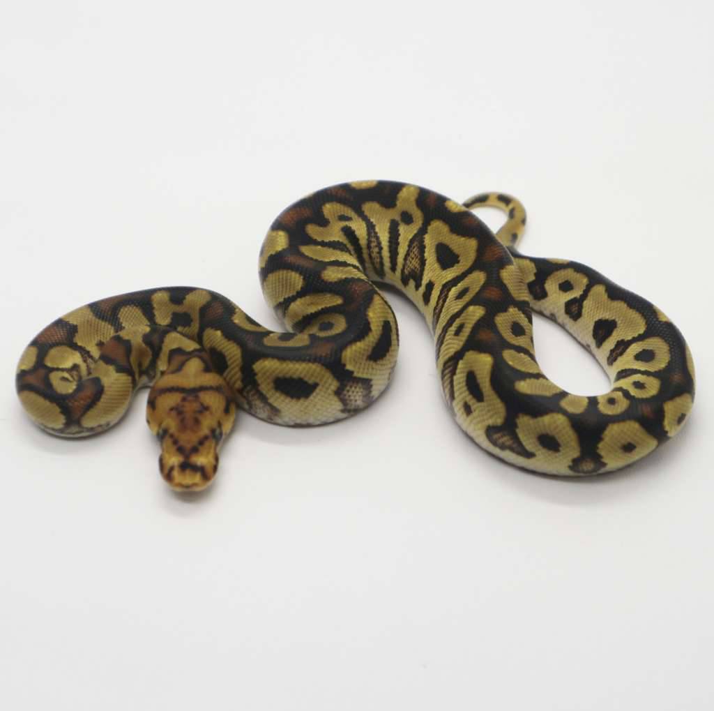 spotnose-clown-female-XBVTPD35JE