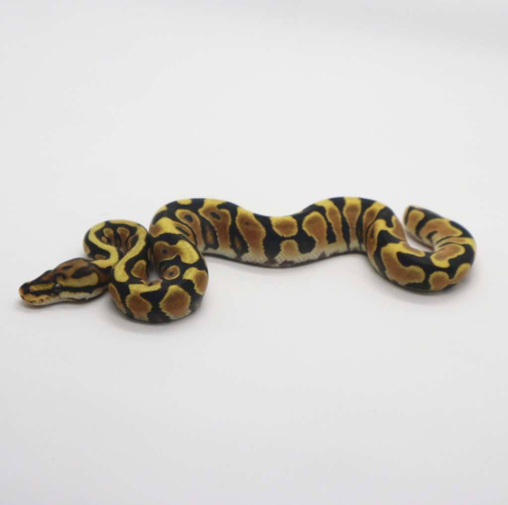 spotnose-orange-dream-het-clown-possible-yellow-belly-female-JRGB0376LH