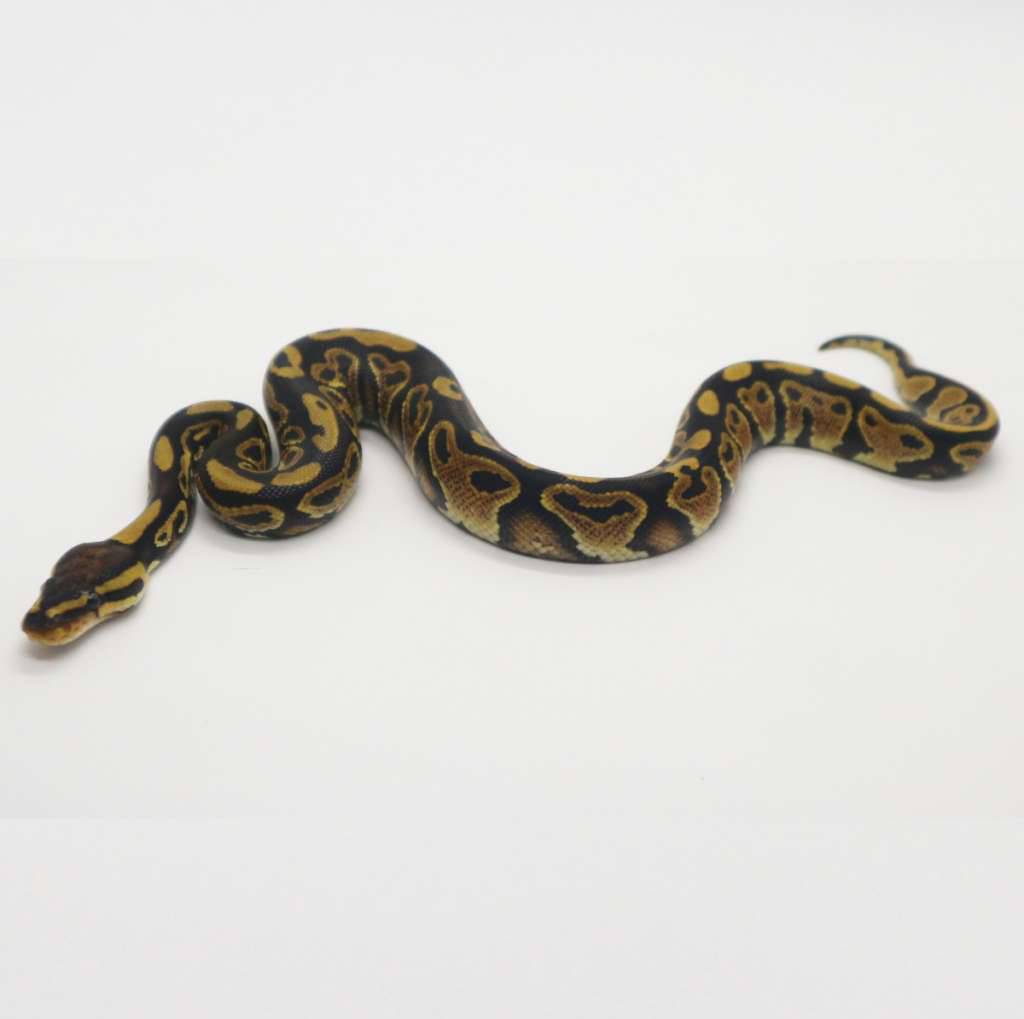 trick-het-clown-female-AHHDGV0DKL