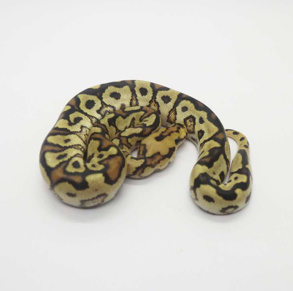 spotnose-fire-clown-male-MHTQHTWL5K