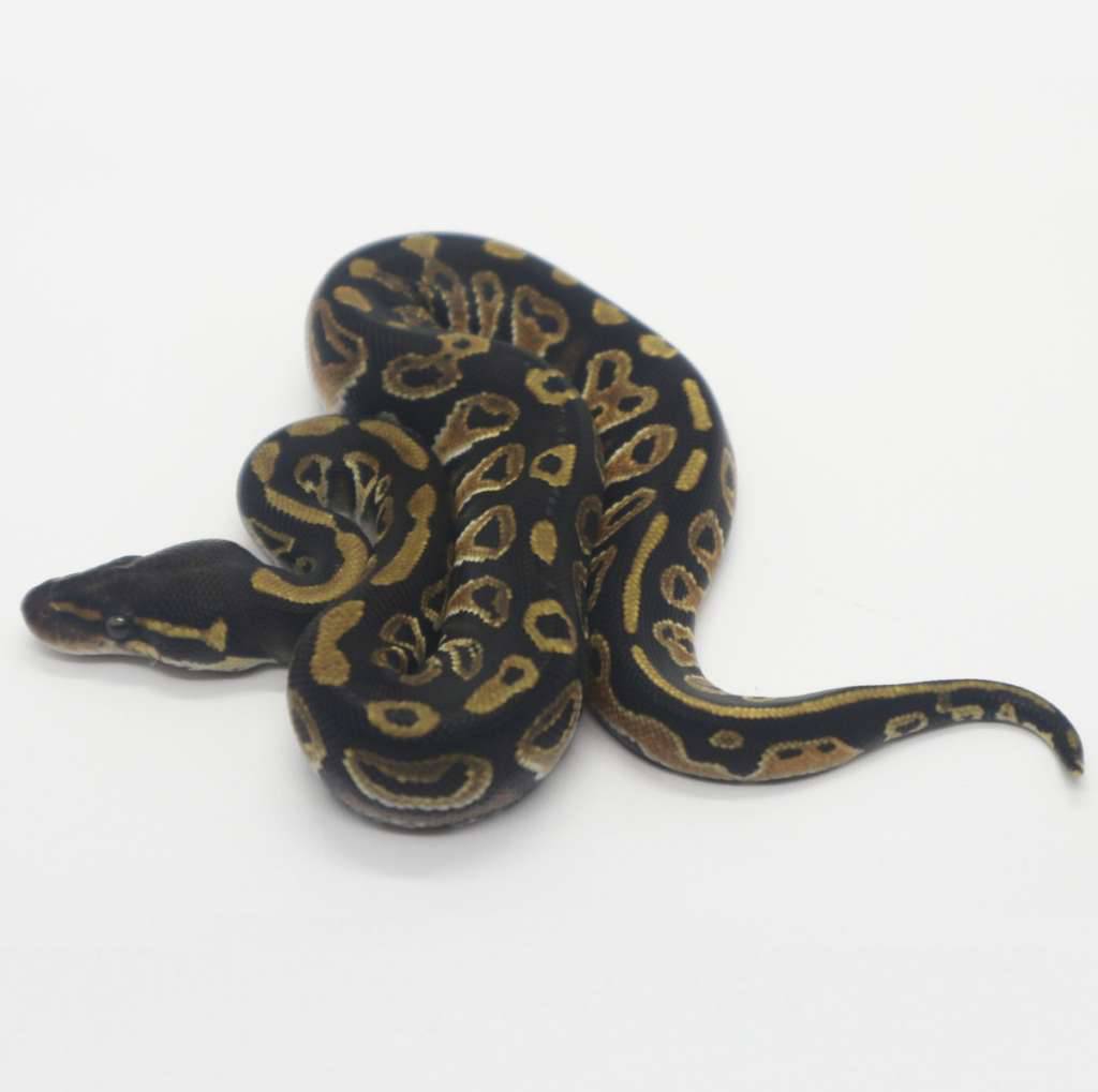 black-head-het-clown-poss-het-lavender-50-female-8QBLED30KP