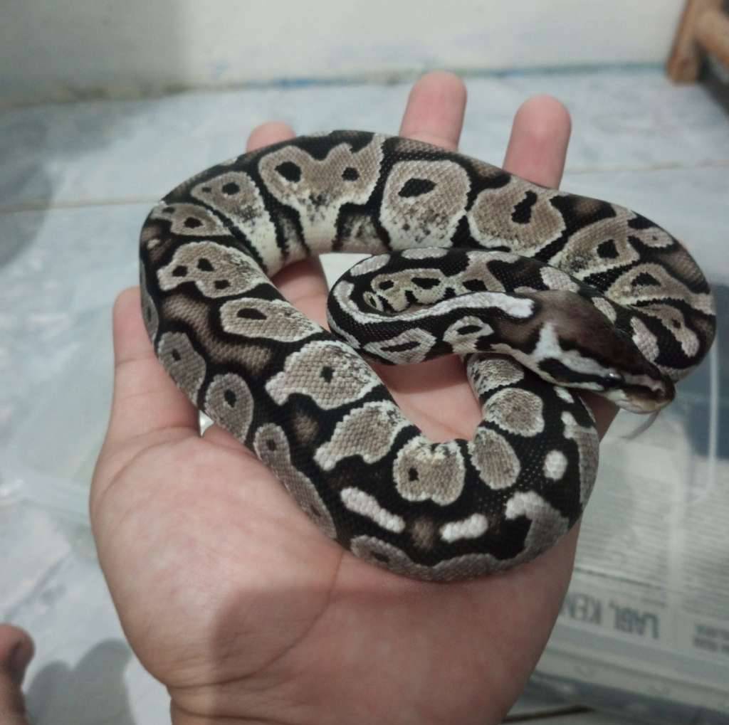 ball-python-tsk-axanthic-2FCQQGNSA8