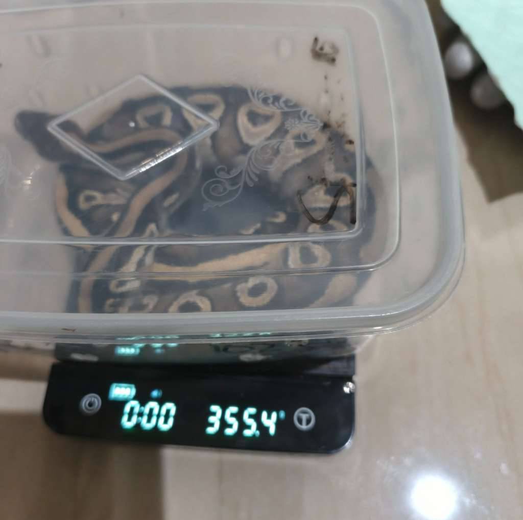 mojave-het-clown-dijual-2LL1UL77KN