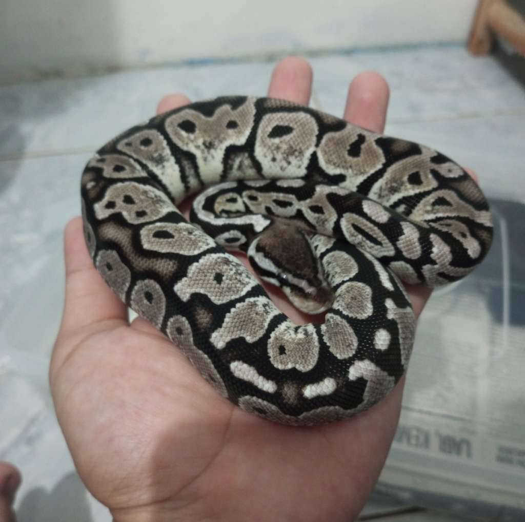 ball-python-butter-tsk-axanthic-Q9X2UJYP1B