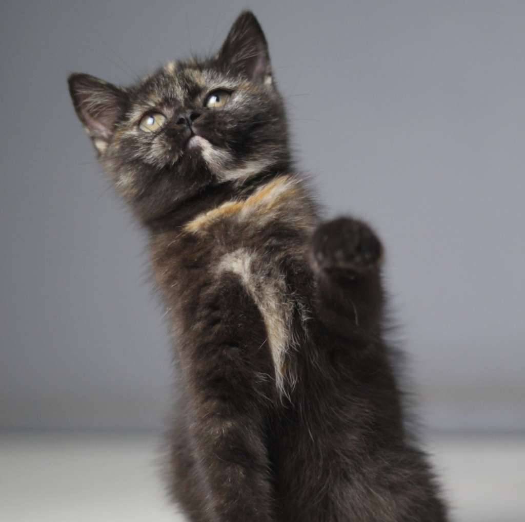 british-short-hair-and-scottish-fold-QXSKQ6F1A7