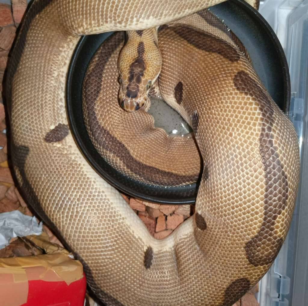 enchi-leopard-clown-dan-spotnose-pastel-clown-I8H2E45E22