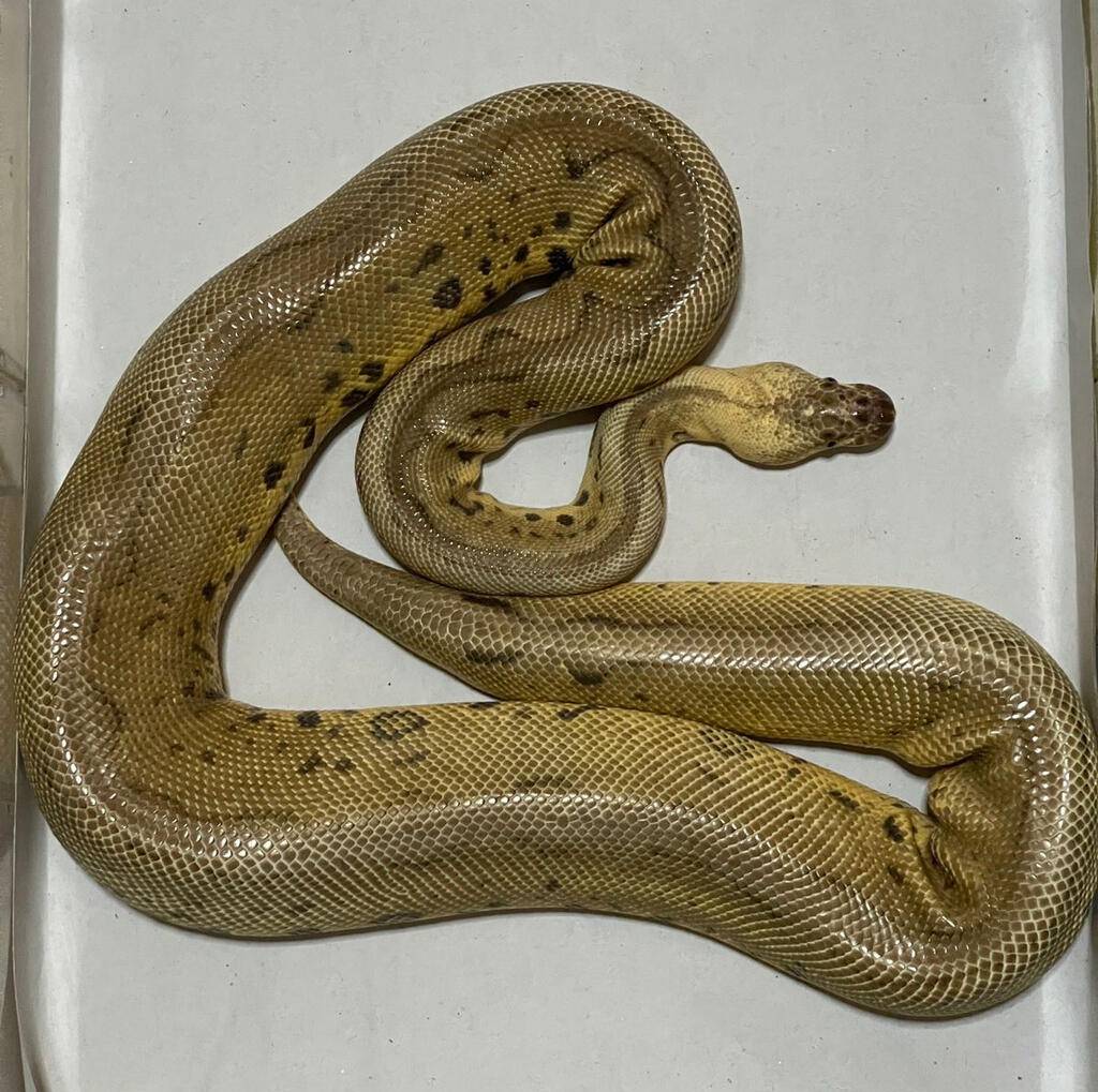 proven-super-pastel-clown-26NLXK3TOO