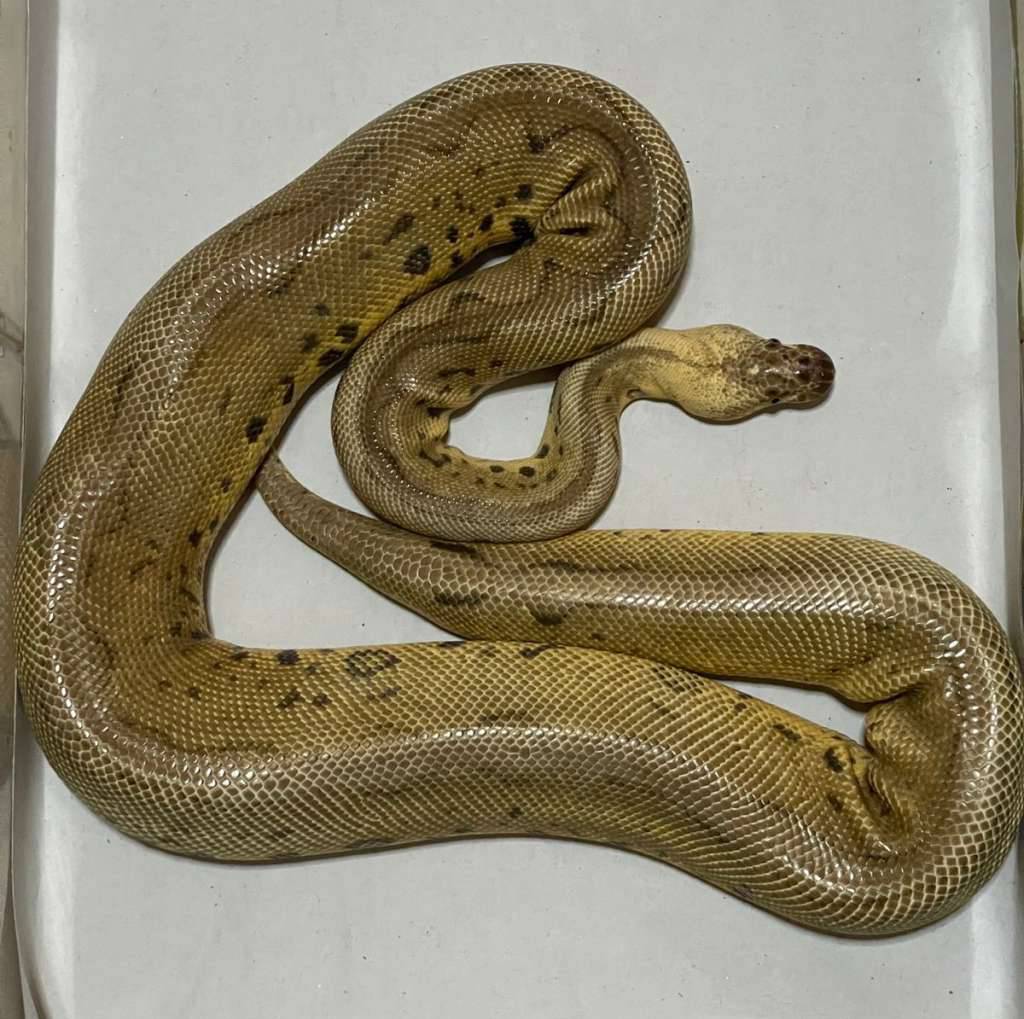 proven-super-pastel-leopard-clown-YQFQZZE24V