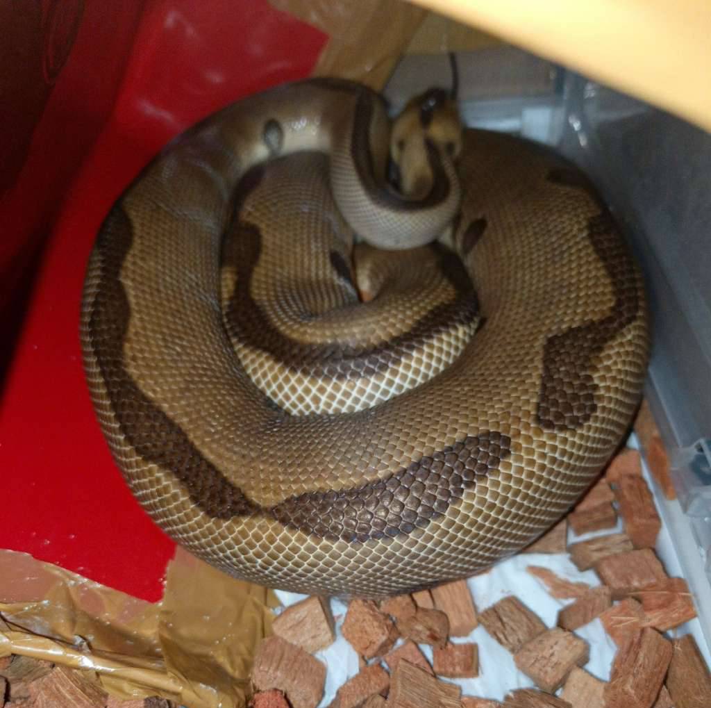 enchi-leopard-clown-proven-JN44QXIEIN