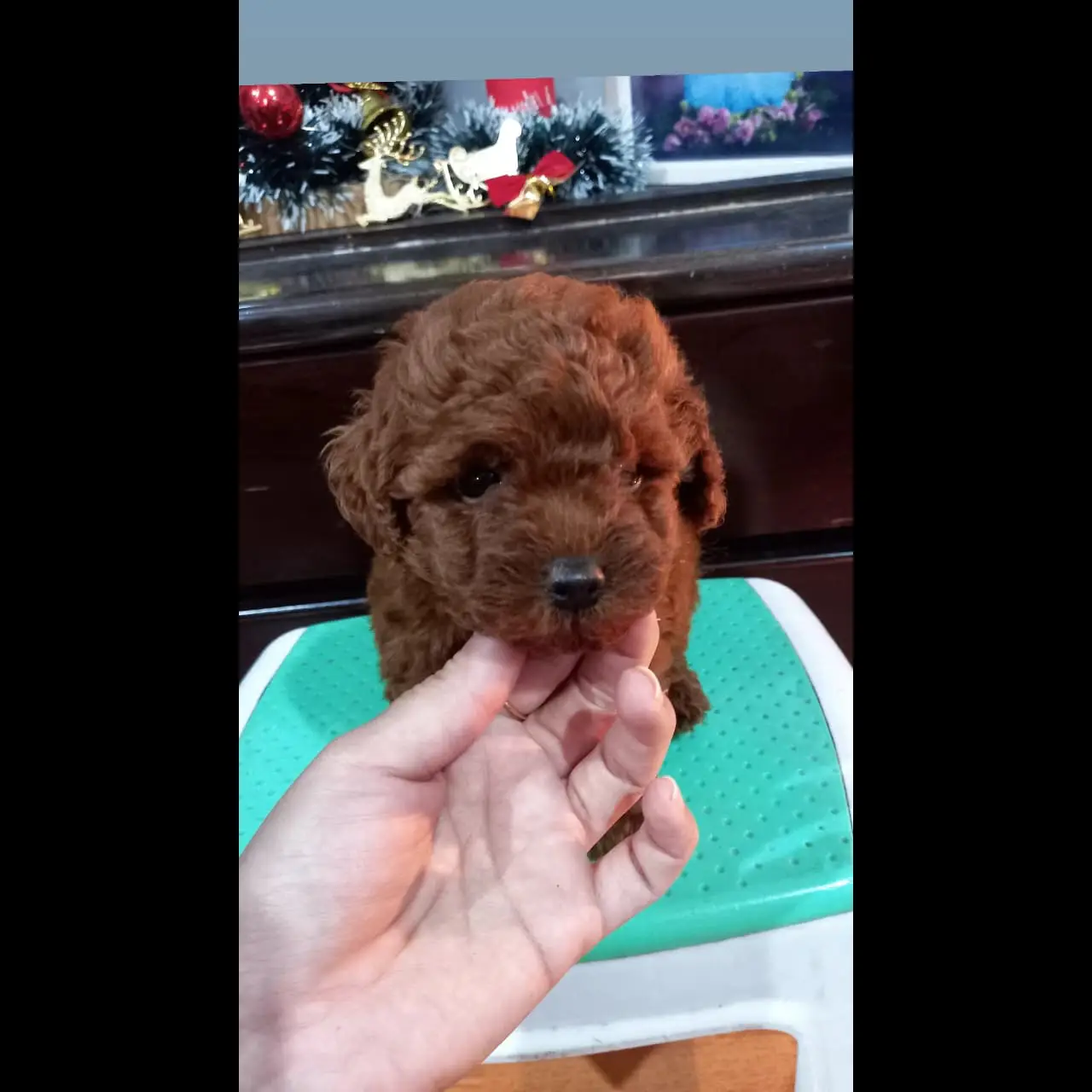 anakan-poodle-red--OBKVZRR81X