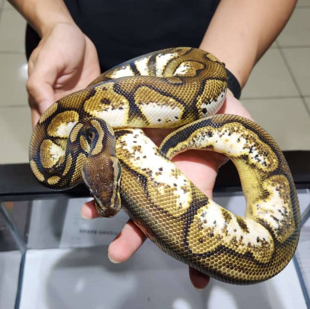 m-pastel-calico-2PBZ6N6WD8