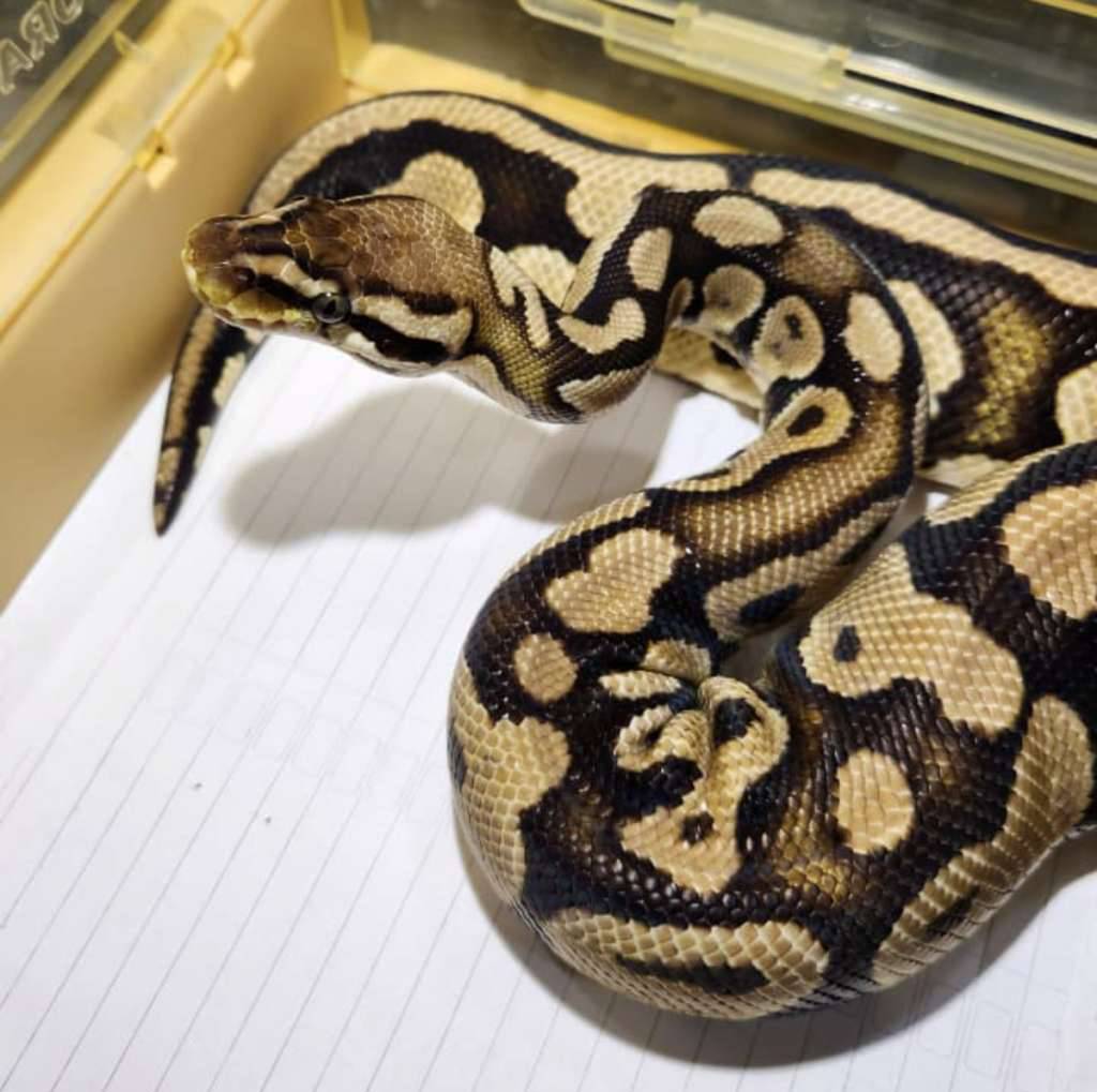 female-pastel-het-clown-9AGBBZ5N5Z