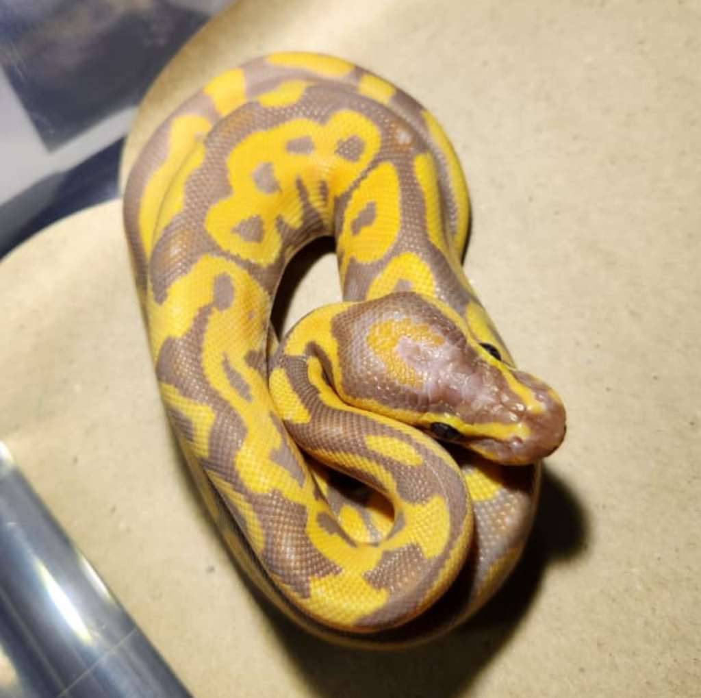 male-banana-leopard-het-hypo-HWMUMYZAK6