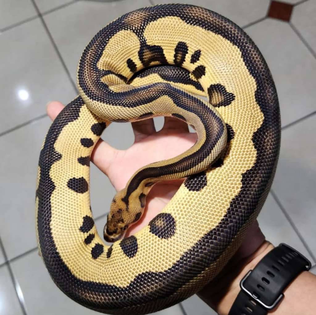 male-leopard-clown-5HIYYCXF77