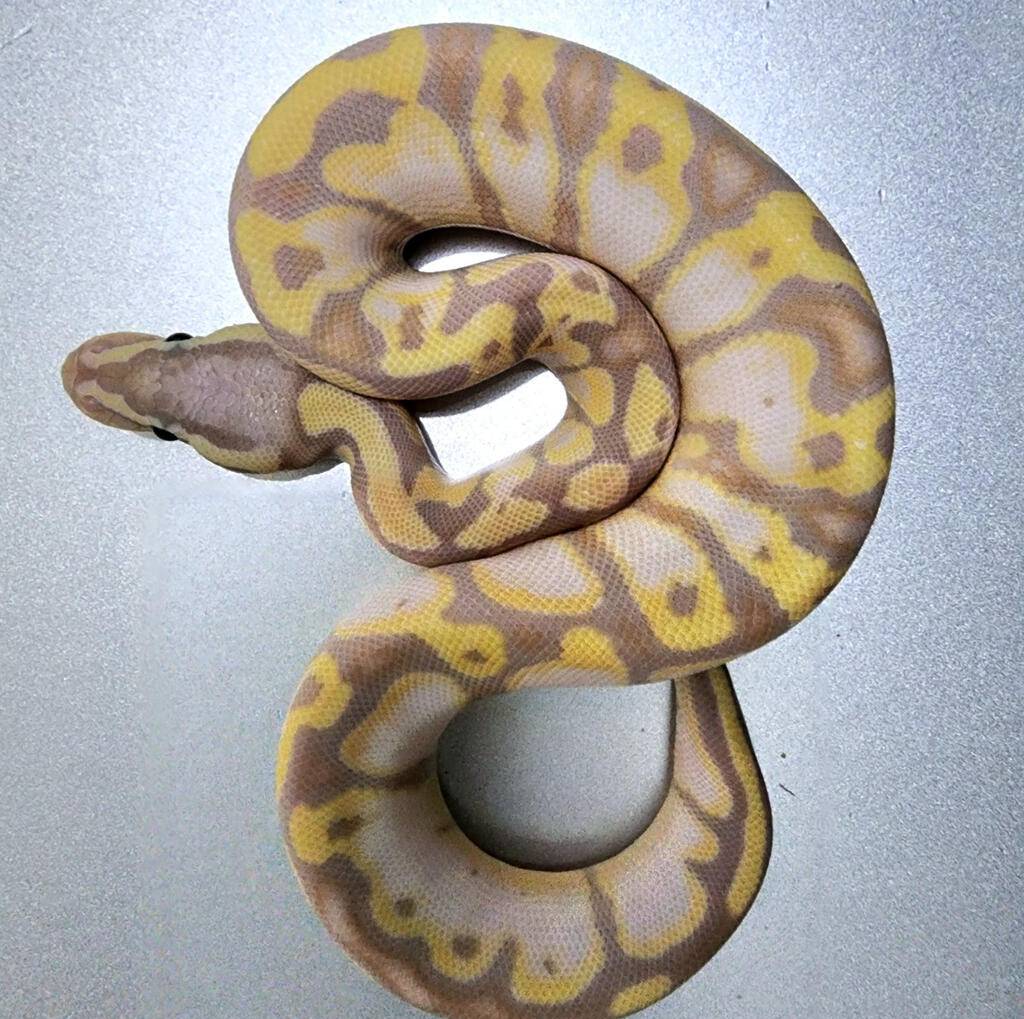 banana-vanilla-pastel-OGG5BCIA2B