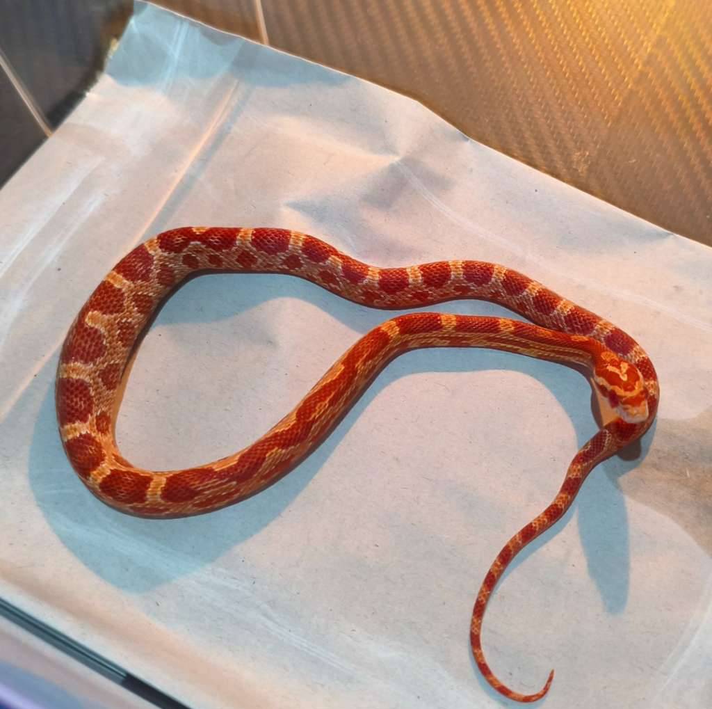 cornsnake-amel-0JI5IIQ0NF