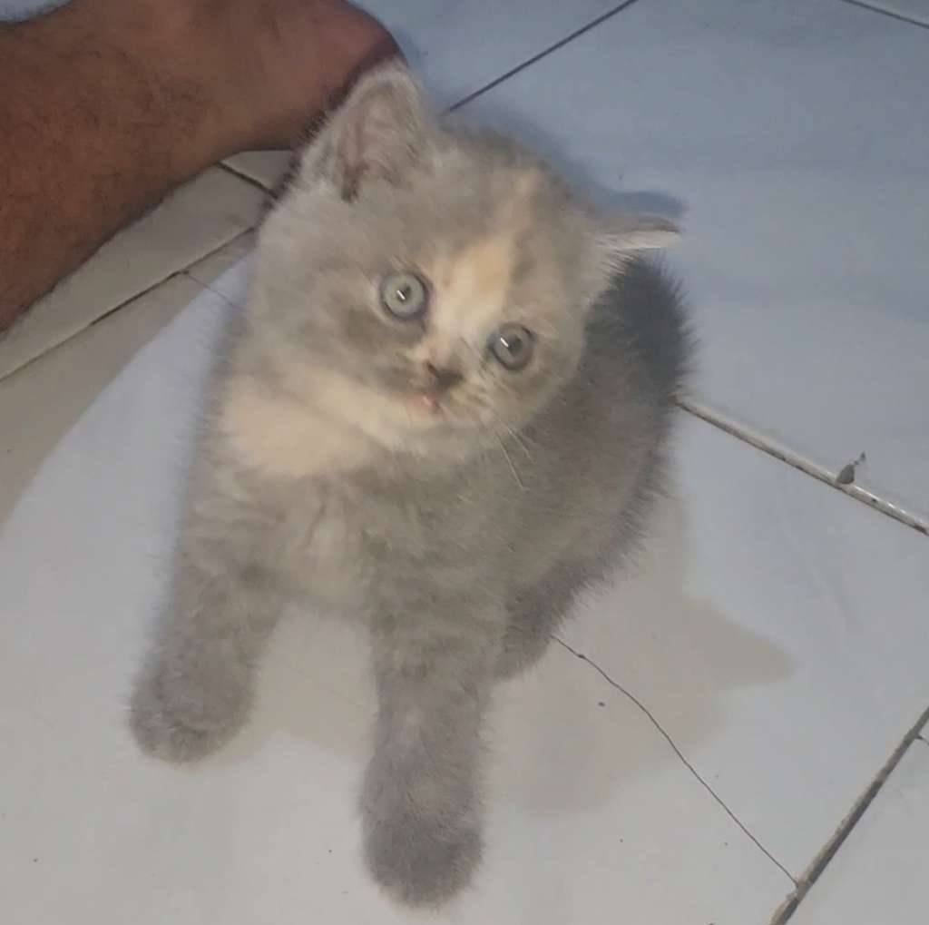 scottish-straight-bsh-ns-BYO3ZB1WQW