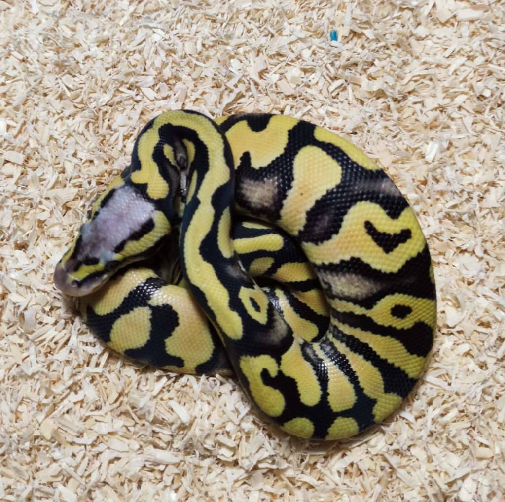 desert-ghost-pastel-AMAQE9NJ75