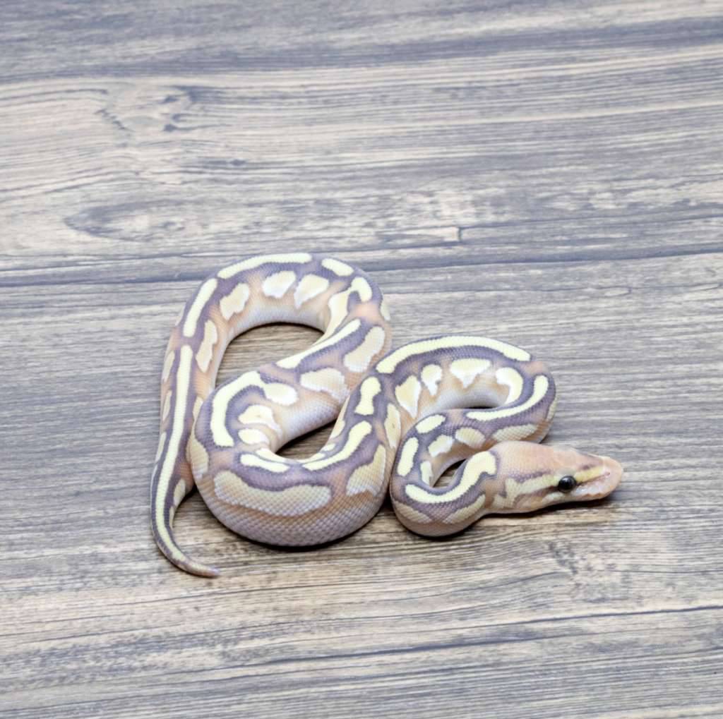 banana-lesser-het-clown-female-maker-3G0AHZMMAG