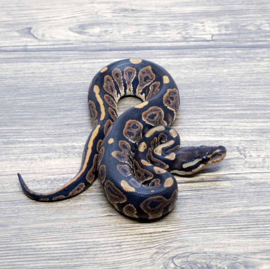 black-pastel-het-ultramel-66-het-pied-4XT7BVQGRT