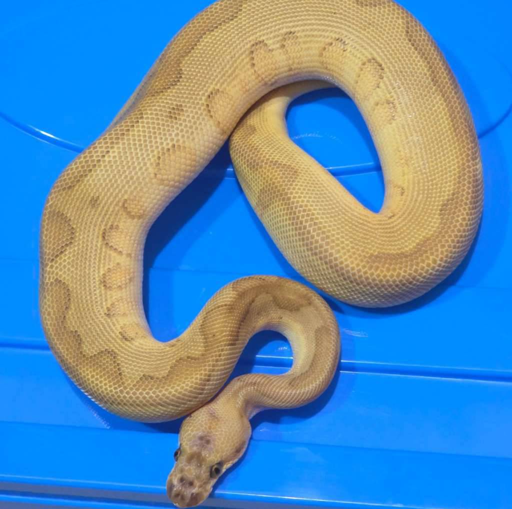 leopard-butter-clown-LD3KC5HB9H