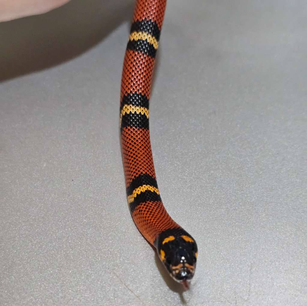 hybrid-super-bkd-MBQ7YXV44A