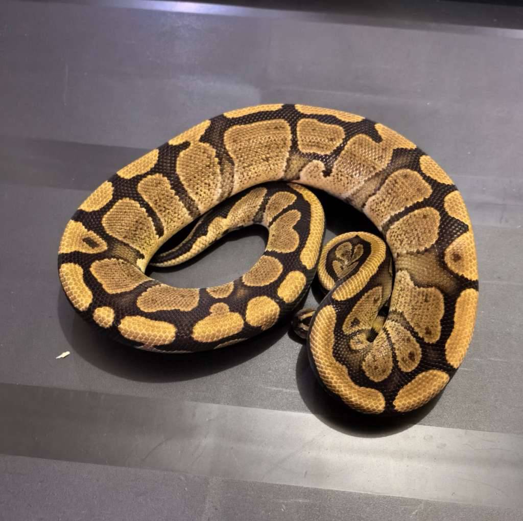 10-redstripe-het-clown-T380ZZ57EI