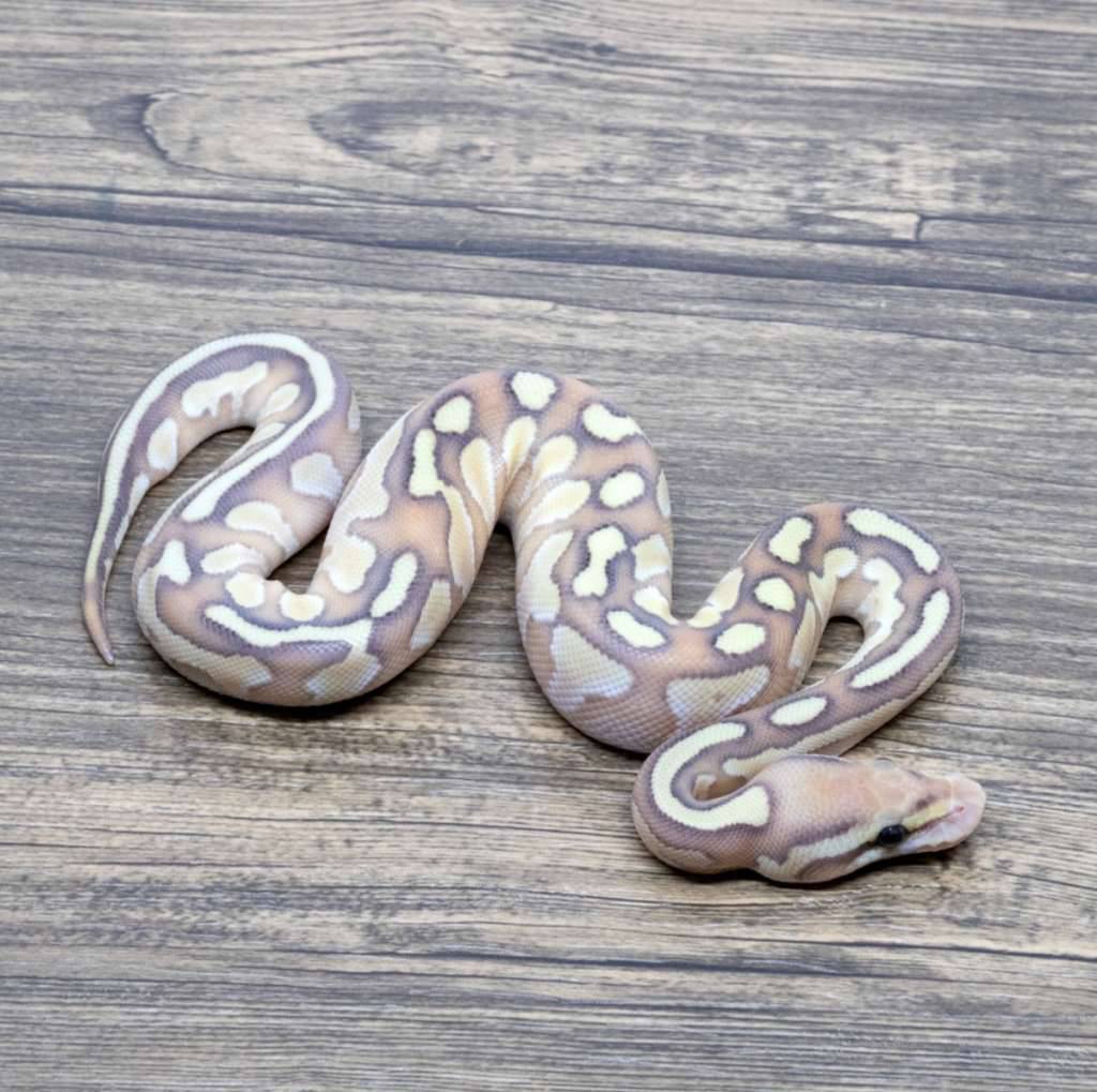 banana-redstripe-lesser-het-clown-37W56NIMAS