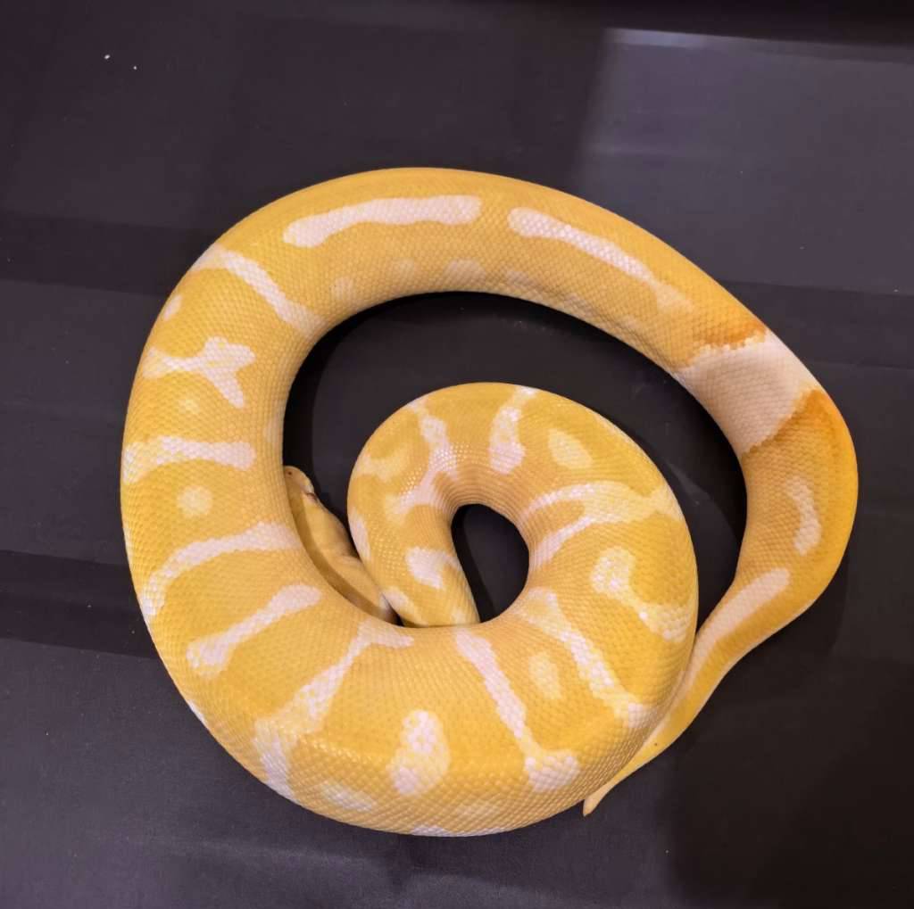 01-leopard-albino-66-het-clown-S6QQQNZF5Z