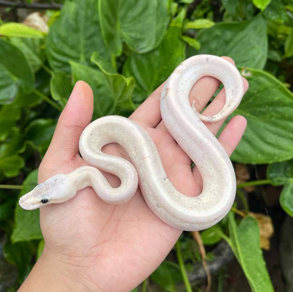 f-pastel-champagne-OP7P7G9QKQ