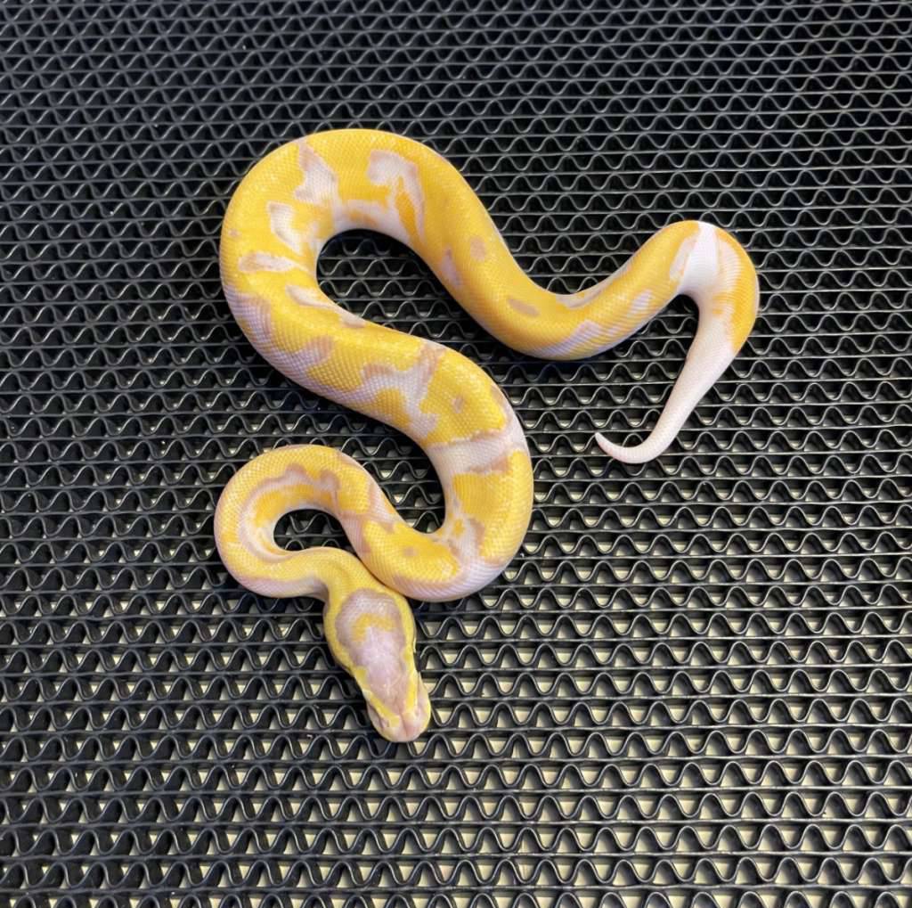 banana-enchi-pied-YXLPZ823FP