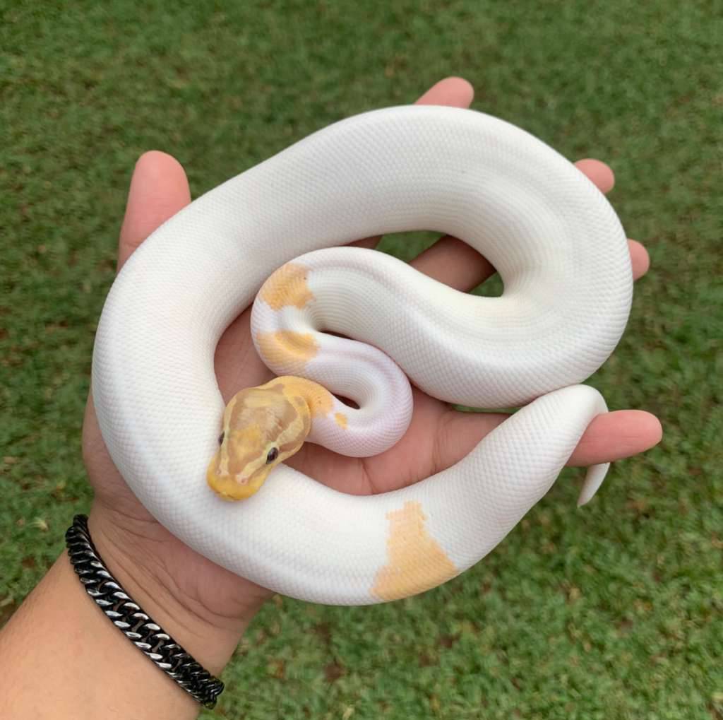banana-pastel-pied-hi-white-LJZAPJRVB3