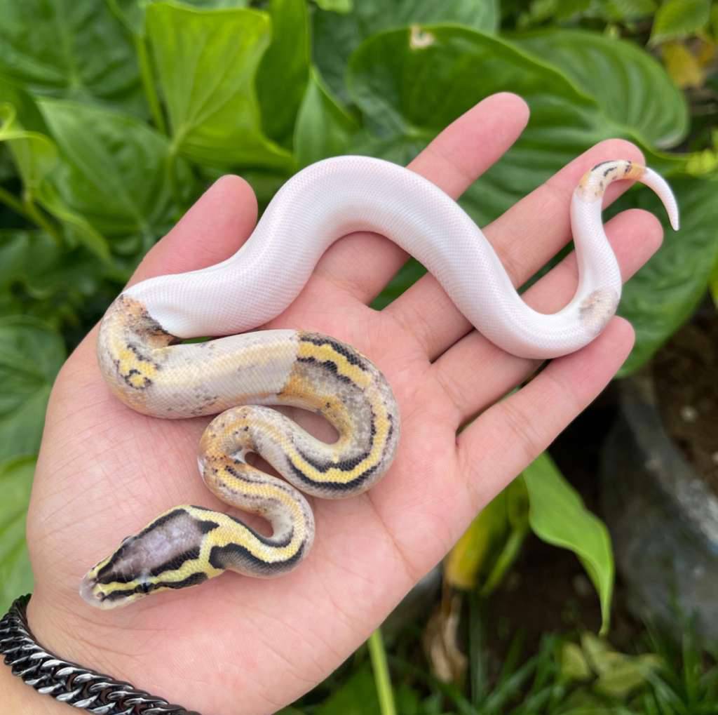 f-super-pastel-pied-EQ5LO4WZJ8