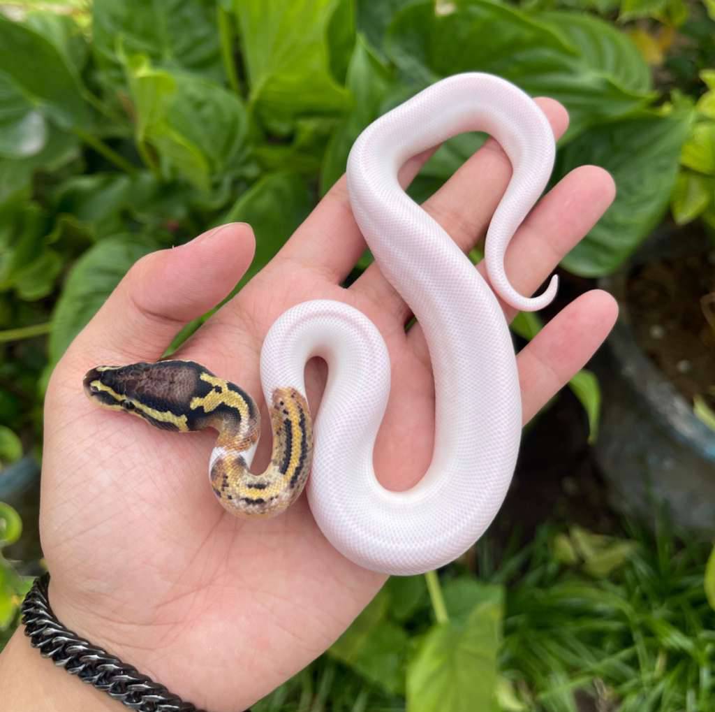 ballpython-pastel-pied-hi-white-ZKEXMLV4HQ
