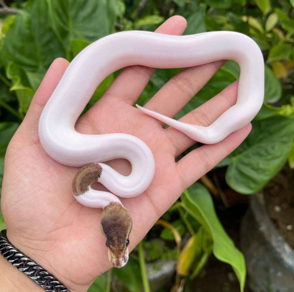 f-woma-cinnamon-pied-het-hypo-50-EJ044UYRK3
